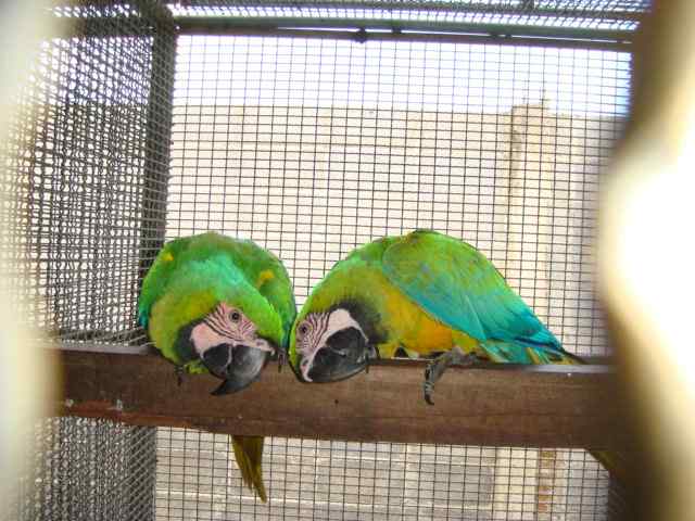 鹦鹉饲养——性别检验方式