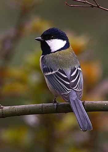 大山雀叫声下载