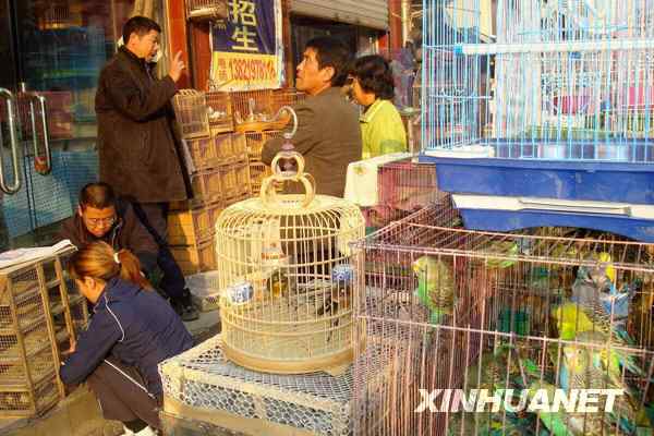 中国候鸟, 正历经无穷无尽的劫难