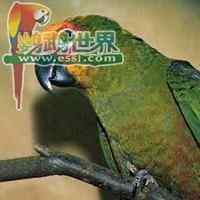 鹦鹉大全——金帽锥尾鹦鹉