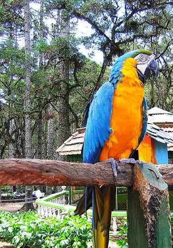 鹦鹉大全——威尔帝金刚鹦鹉