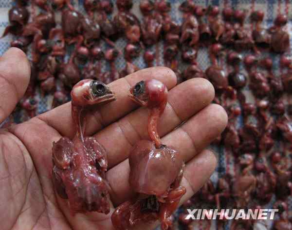 中国候鸟, 正历经无穷无尽的劫难