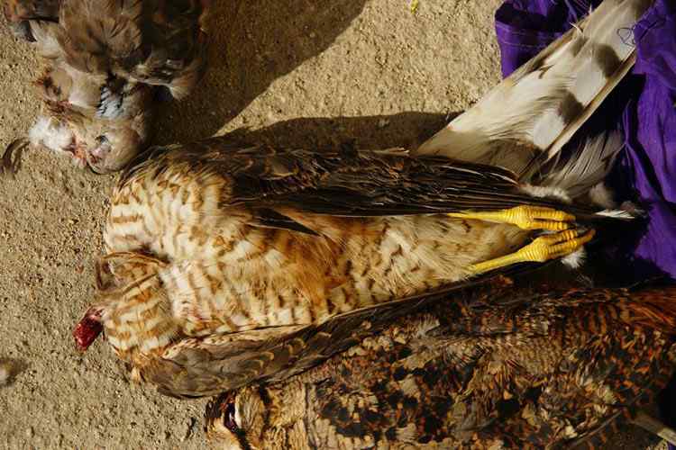 中国候鸟, 正历经无穷无尽的劫难