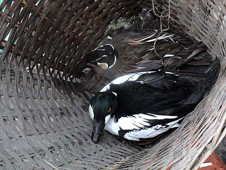 中国候鸟, 正历经无穷无尽的劫难