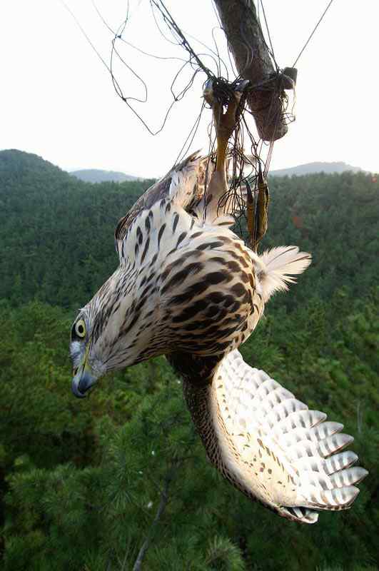 中国候鸟, 正历经无穷无尽的劫难