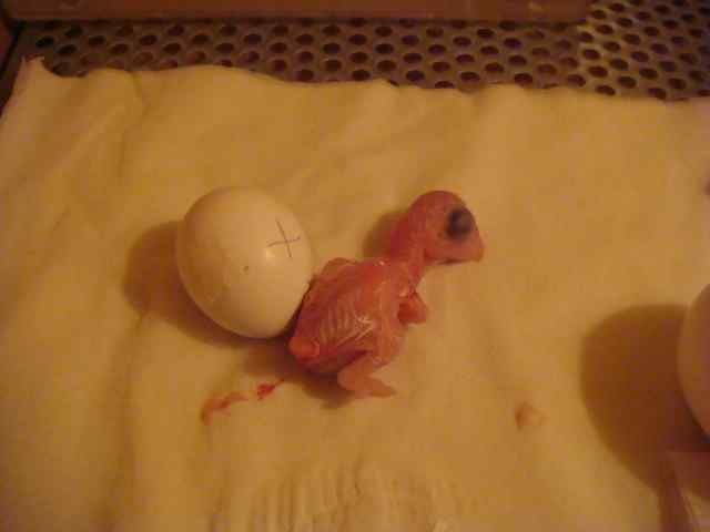 鹦鹉繁殖——孵化期的管理