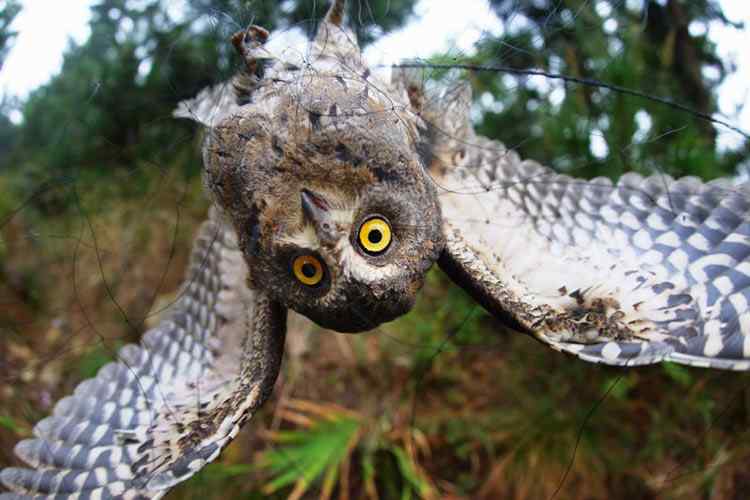 中国候鸟, 正历经无穷无尽的劫难