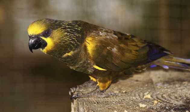 鹦鹉大全——杜文波迪氏吸蜜鹦鹉