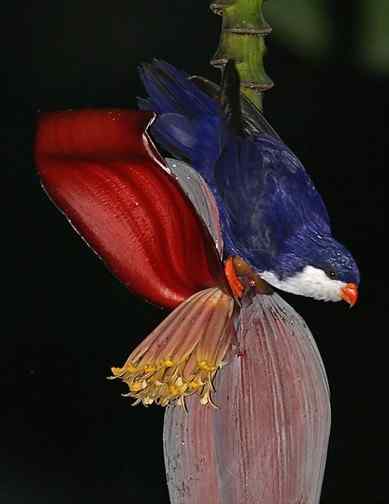 鹦鹉大全——大溪地吸蜜鹦鹉