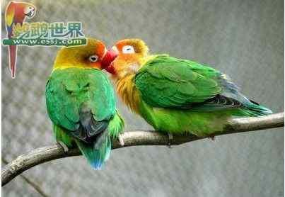 鹦鹉繁殖——关于孵化