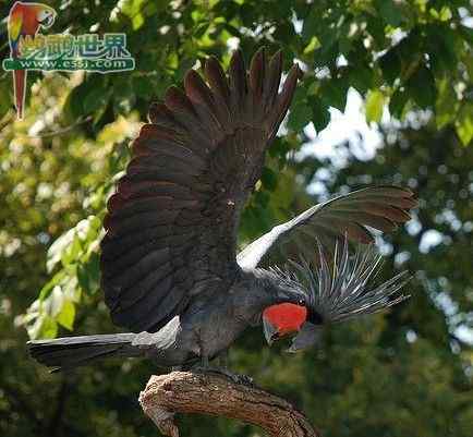 鹦鹉饲养——怎样使笼鸟换好羽