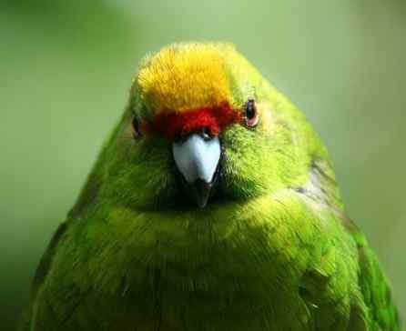 鹦鹉大全——黄额鹦鹉