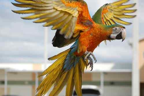 鹦鹉大全——卡米洛特金刚鹦鹉