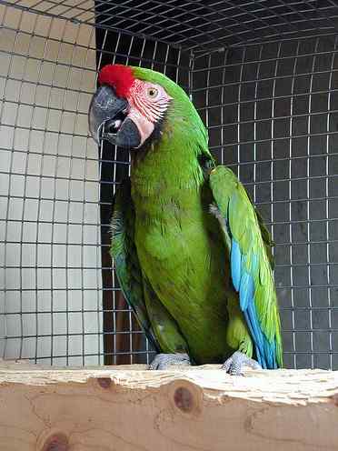 鹦鹉大全——巴福氏金刚鹦鹉 Buffon's / Great Green Macaw