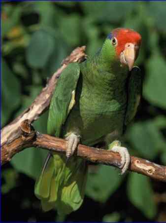 鹦鹉大全——绿颊亚马逊 Green-Cheeked Amazon