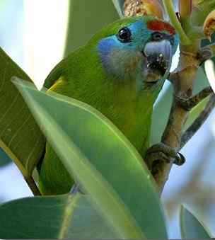 鹦鹉大全——双眼无花果鹦鹉