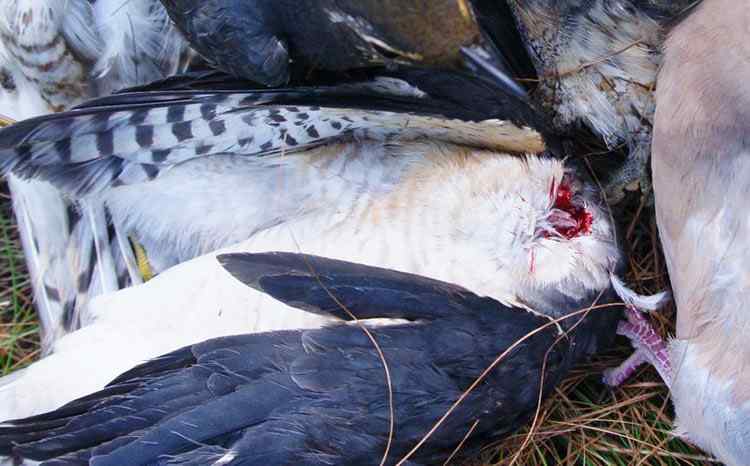 中国候鸟, 正历经无穷无尽的劫难