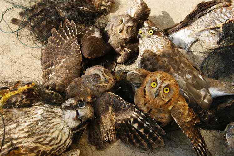 中国候鸟, 正历经无穷无尽的劫难