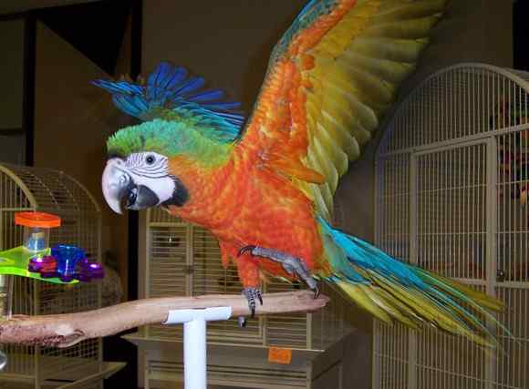 鹦鹉大全——火焰金刚鹦鹉