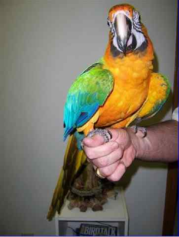 鹦鹉大全——卡塔利那金刚鹦鹉