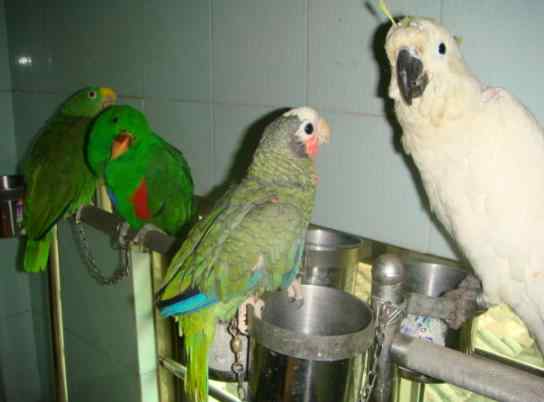 鹦鹉饲养——鸟的常见维生素缺乏症