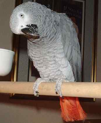鹦鹉大全——刚果灰鹦鹉