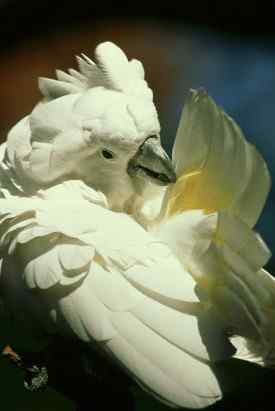 鹦鹉大全——白凤头鹦鹉 Umbrella Cockatoo