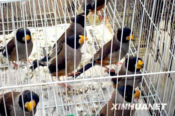 中国候鸟, 正历经无穷无尽的劫难