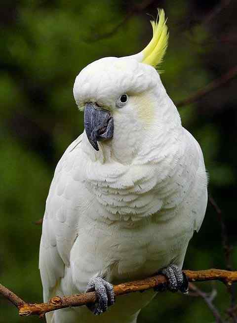 鹦鹉大全——小葵花凤头鹦鹉