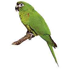 鹦鹉大全——哥斯达黎加(绿头亚马逊)