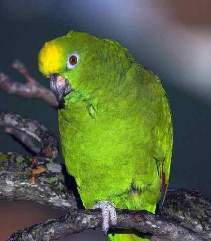 鹦鹉大全——福布斯鹦鹉