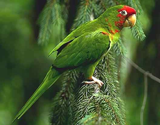 鹦鹉大全——查普曼米特雷锥尾鹦鹉