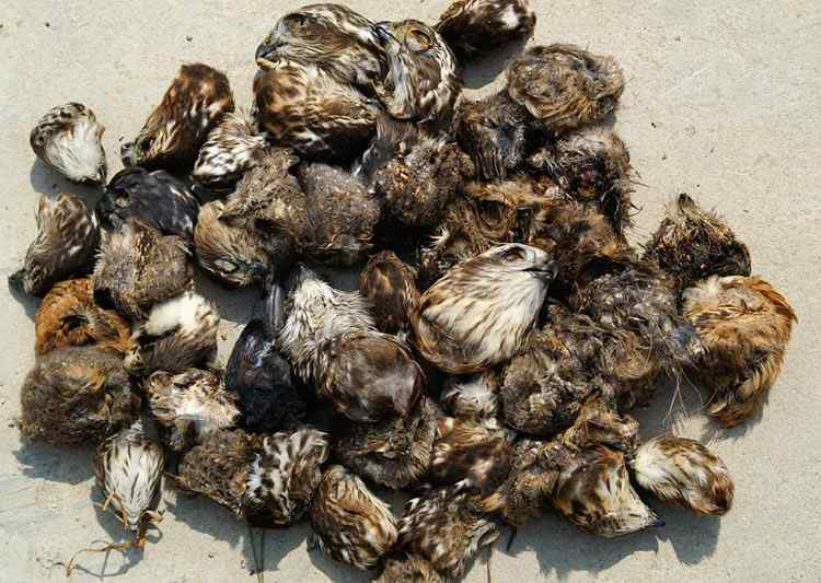 中国候鸟, 正历经无穷无尽的劫难