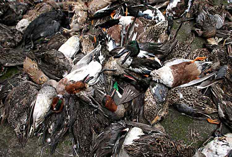 中国候鸟, 正历经无穷无尽的劫难