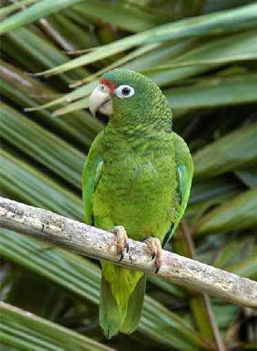 鹦鹉大全——波多黎各亚马逊