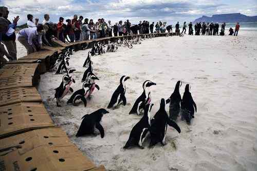 南非受石油污染的非洲企鹅重返海滩