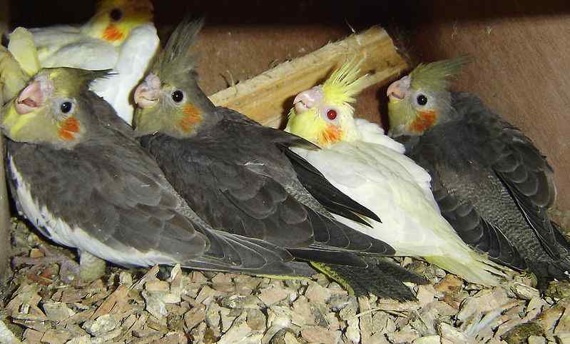 鹦鹉_玄凤鹦鹉进巢了