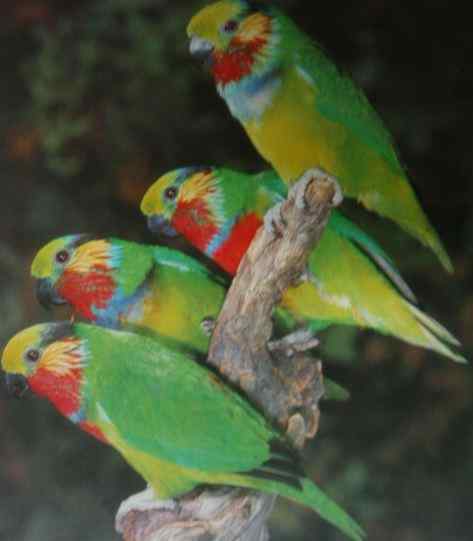 鹦鹉大全——雅斯陀蕾伯山地无花果鹦鹉