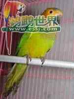 鹦鹉大全——圣汤马士锥尾鹦鹉