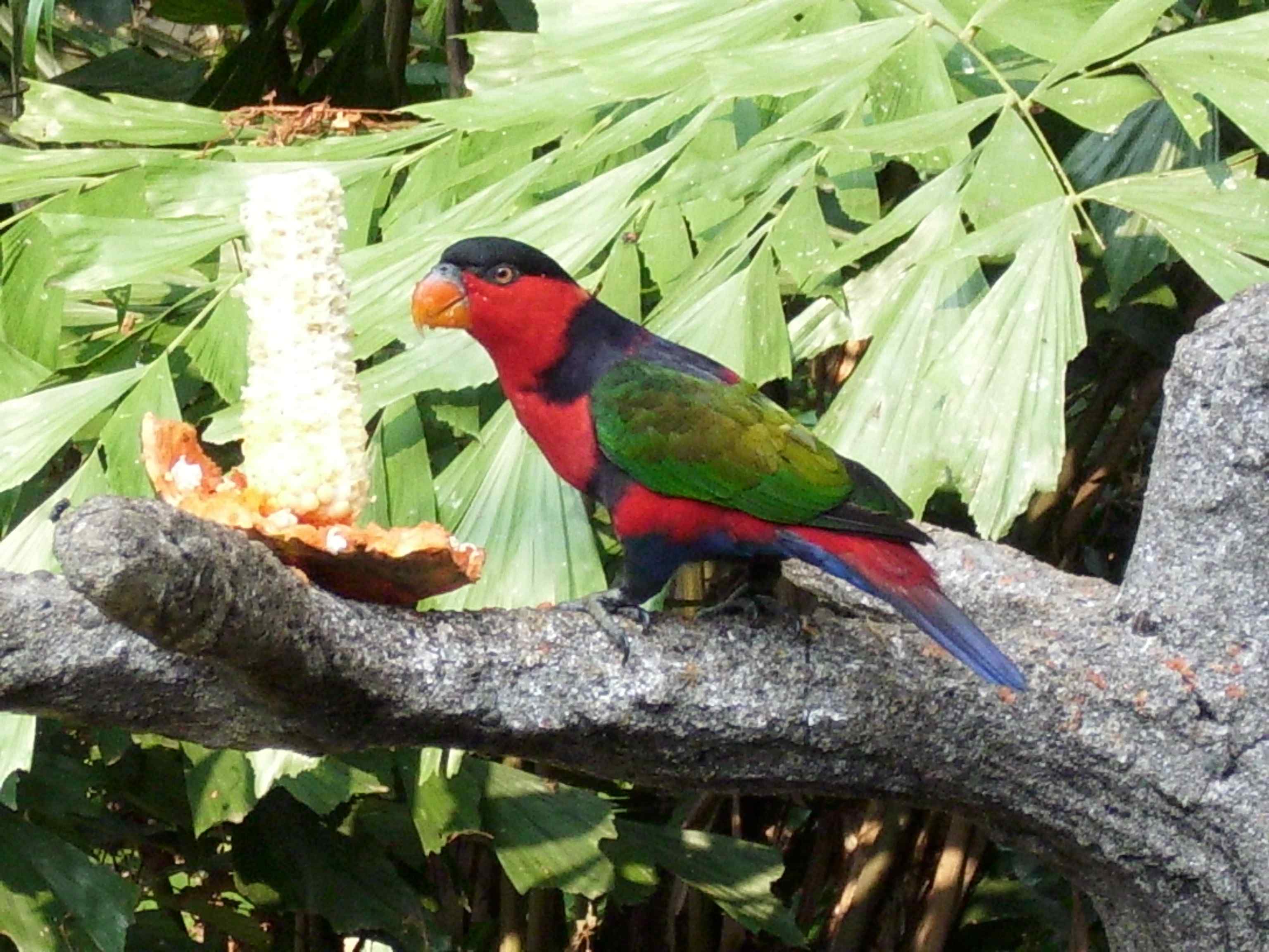 鹦鹉大全——黑顶吸蜜鹦鹉