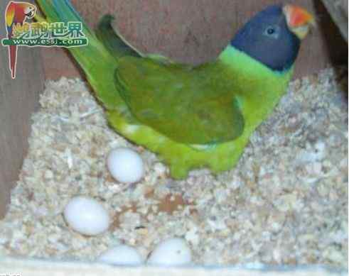 鹦鹉保育——成品颗粒饲料的利弊