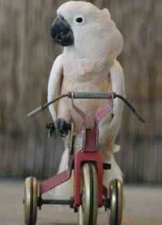 鹦鹉保育——素面包（蛋白质、多种维生素）