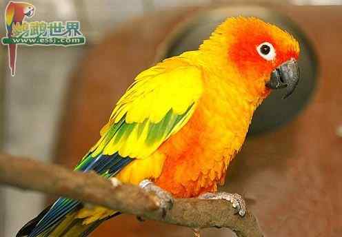 鹦鹉繁殖——孵化器的维护和消毒