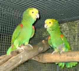 鹦鹉大全——麦格纳黄头亚马逊鹦鹉