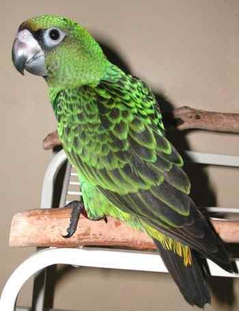 鹦鹉大全——贾丁氏鹦鹉