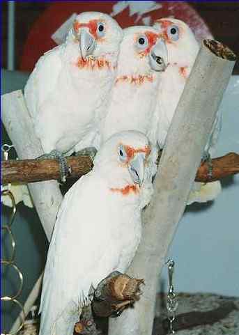 鹦鹉大全——尖嘴凤头鹦鹉 Slender-billed Corella