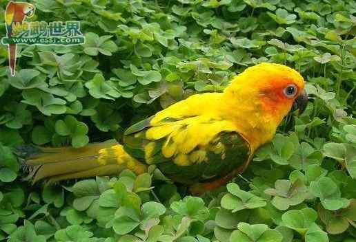 鹦鹉饲养——怎样喂养断奶期的幼鸟