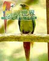 鹦鹉大全——红耳锥尾鹦鹉