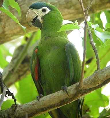 鹦鹉大全——红肩金刚鹦鹉 Red-shouldered Macaw