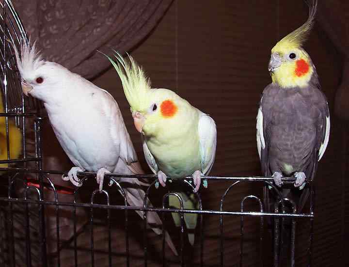 鹦鹉保育——玄凤行为（2）